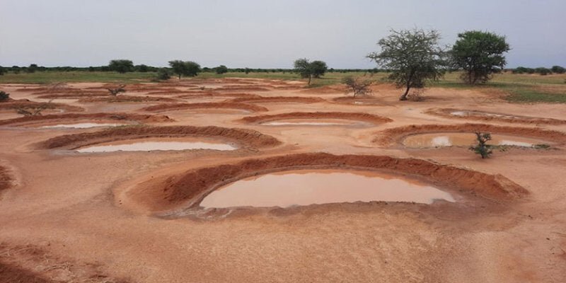 بازگشت پوشش گیاهی به قلب صحرای آفریقا با روشهای سنتی و علمی