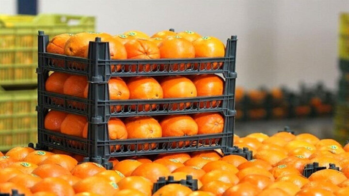تامین میوه شب عید در قم/ توزیع ۴۵۰ تن سیب و پرتقال از ۲۳ اسفند