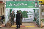 آغاز توزیع ۵۰ هزار اصله نهال در شهر اراک