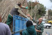 آغاز ثبت‌نام رایگان برای کاشت نهال در منازل مسکونی کرج