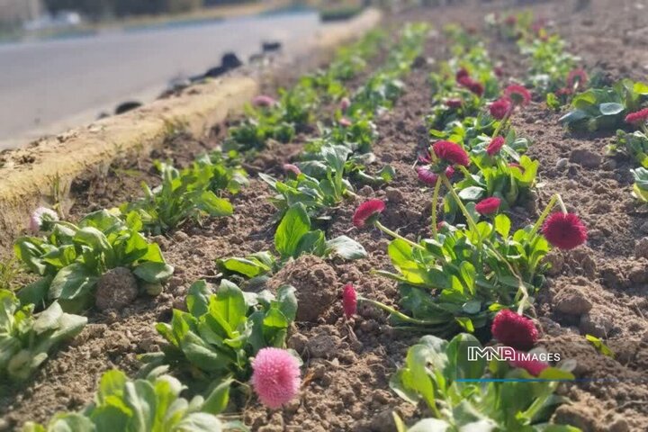 آغاز کاشت بیش از یک میلیون گل فصلی در شهر کرمان