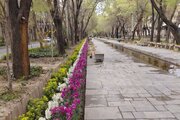 کاشت ۶۵ هزار گلدان شب‌بو در چهارباغ عباسی اصفهان