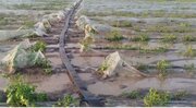 خسارت باران به حدود ۷۰۰ هکتار اراضی کشاورزی شهرستان رامیان گلستان