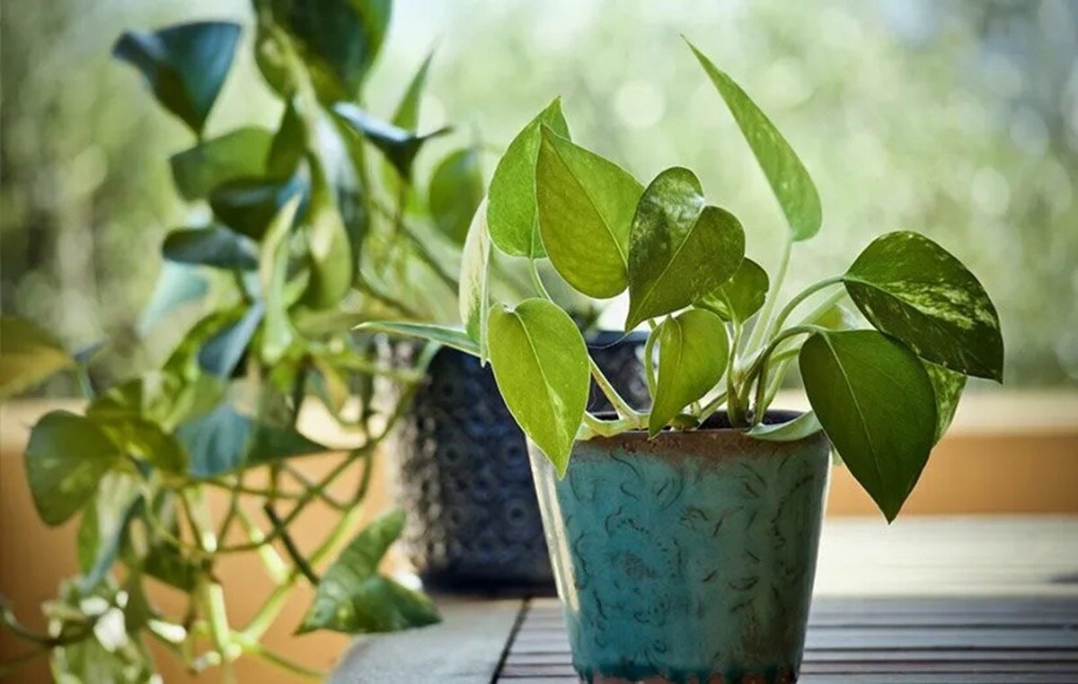 بهترین روش آبیاری گیاهان وقتی در خانه نیستیم /  با خیال راحت به سفر بروید