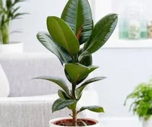 بهترین روش آبیاری گیاهان وقتی در خانه نیستیم /  با خیال راحت به سفر بروید