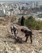 کاشت بیش از ۵۰۰ اصله نهال در ارتفاعات کوه مستوفی اراک