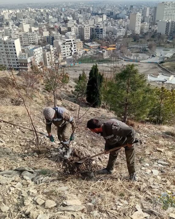 کاشت بیش از ۵۰۰ اصله نهال در ارتفاعات کوه مستوفی اراک