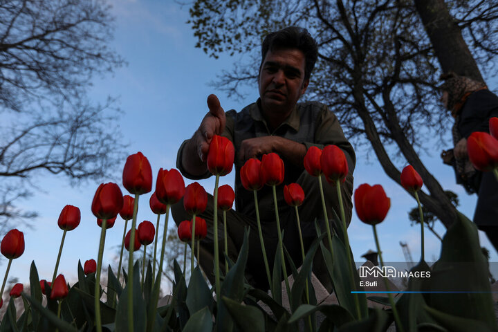 جشنواره گل‌های لاله اراک