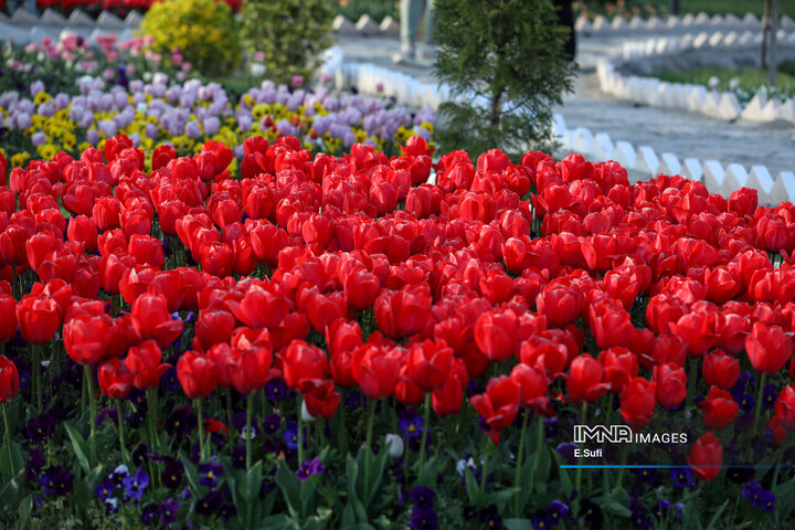 جشنواره گل‌های لاله اراک