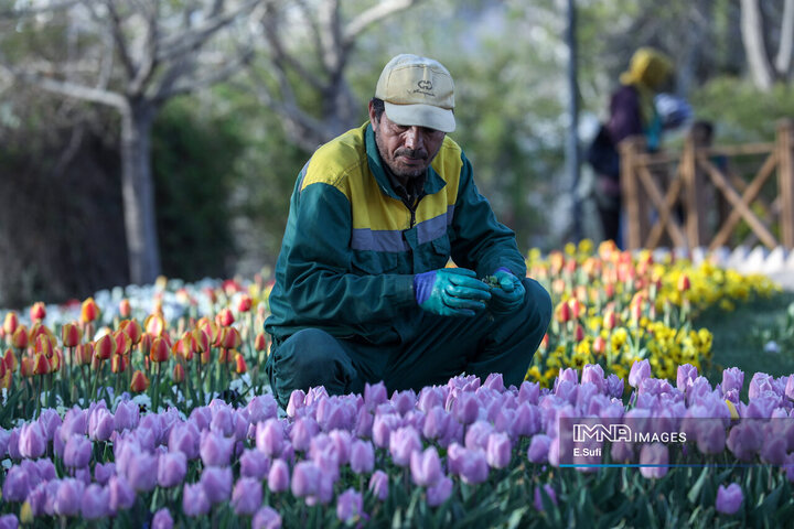جشنواره گل‌های لاله اراک