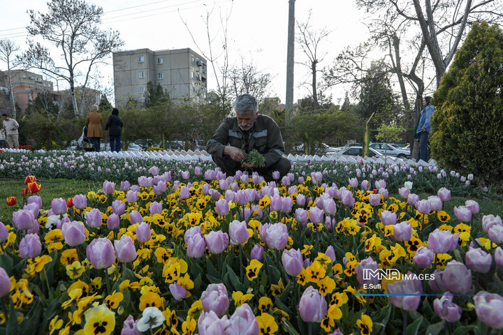 جشنواره گل‌های لاله اراک