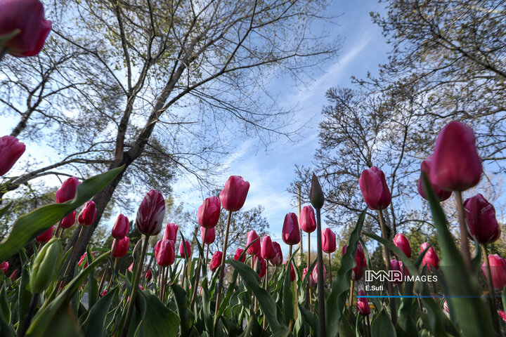 جشنواره گل‌های لاله اراک