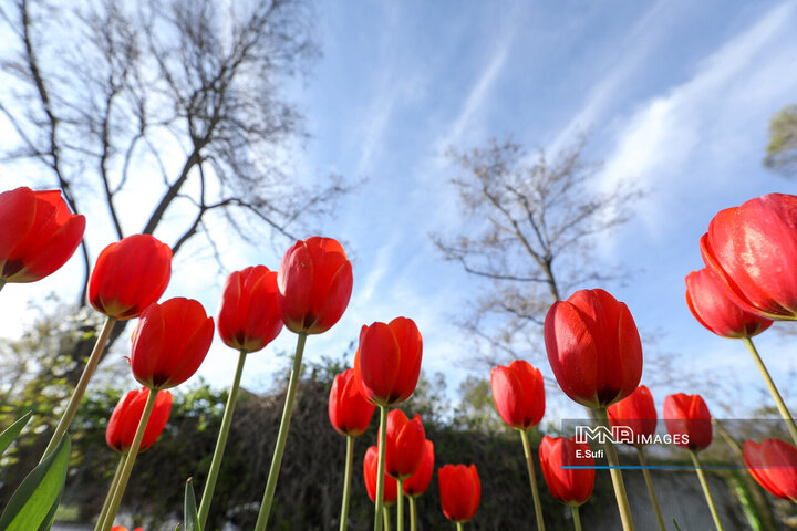 جشنواره گل‌های لاله اراک