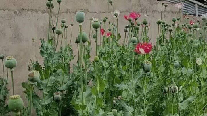 کشف و امحاء یک مزرعه کشت خشخاش در بویراحمد