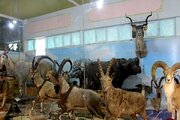 موزه تاریخ طبیعی کردستان، گنجینه‌ای پویا برای آموزش و حفاظت از تنوع زیستی