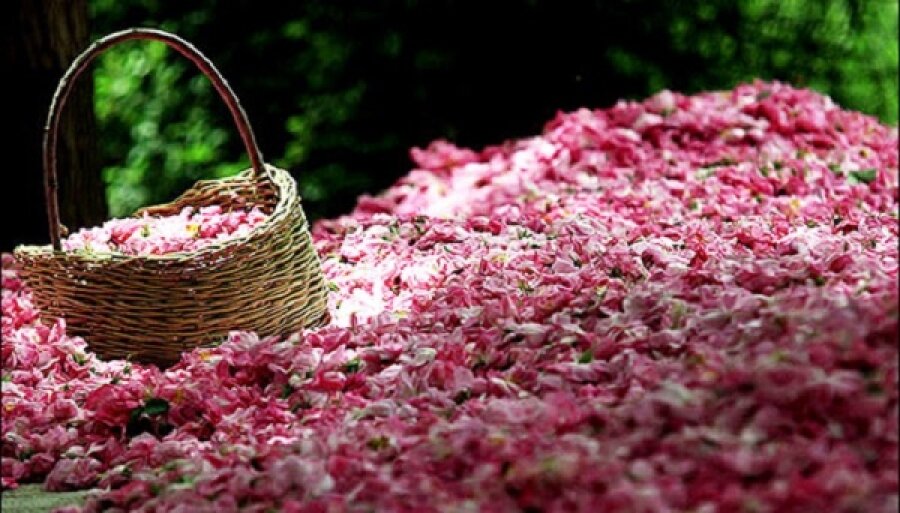 گلابگیری؛ فرصتی طلایی برای اقتصاد بومی و صادرات غیرنفتی ایران