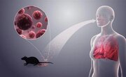 هانتاویروس چطور منتقل می‌شود؟