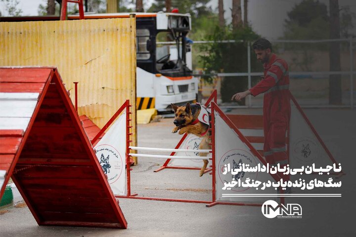 ناجیان بی‌زبان| داستانی از سگ‌های زنده‌یاب در جنگ اخیر