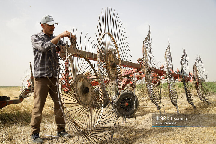 برداشت گندم شهرستان شوشتر