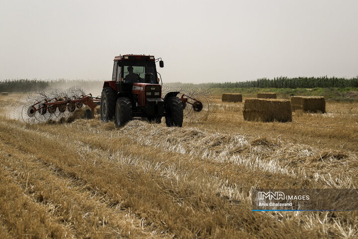 برداشت گندم شهرستان شوشتر
