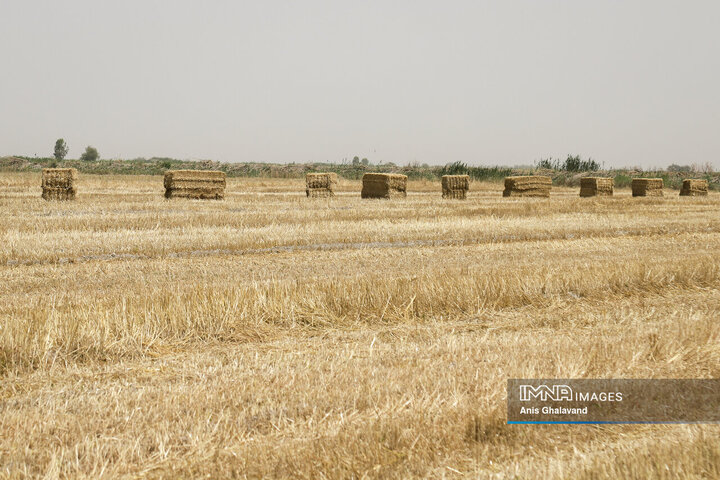 برداشت گندم شهرستان شوشتر