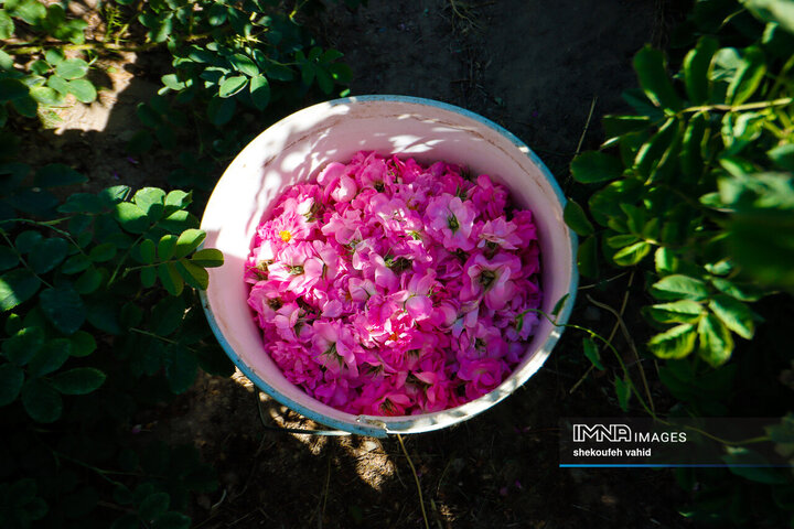 گلاب‌گیری