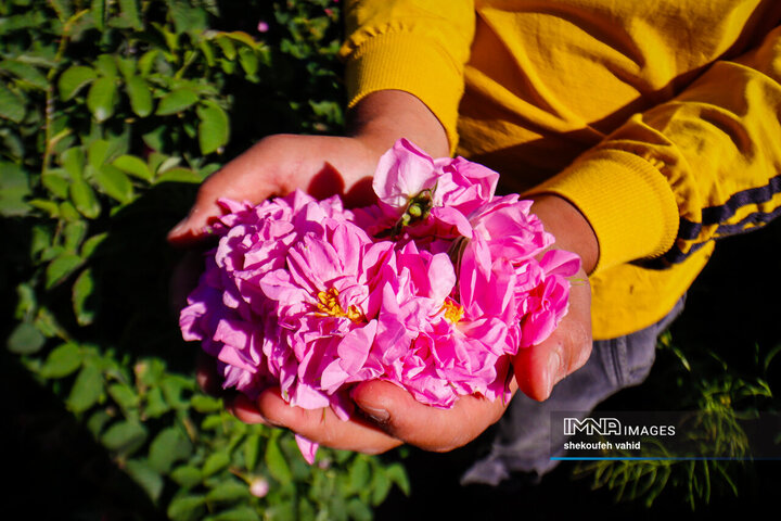 گلاب‌گیری