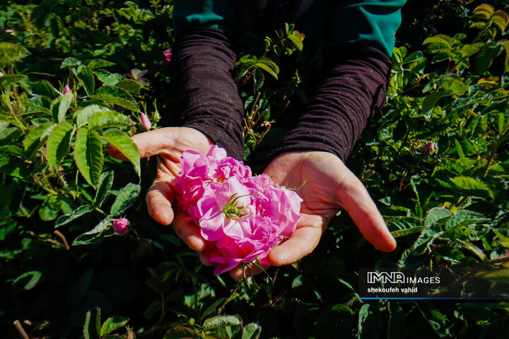 ۳۶۰ هکتار از اراضی چهارمحال‌وبختیاری زیر کشت گل محمدی است