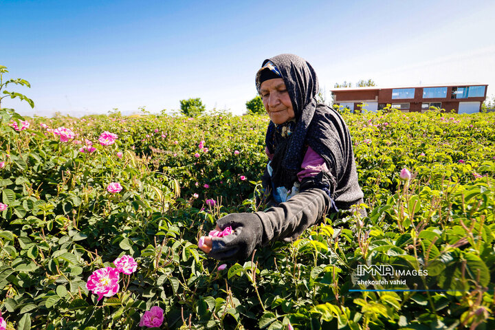 سفر گل محمدی، از گلستان تا گلاب