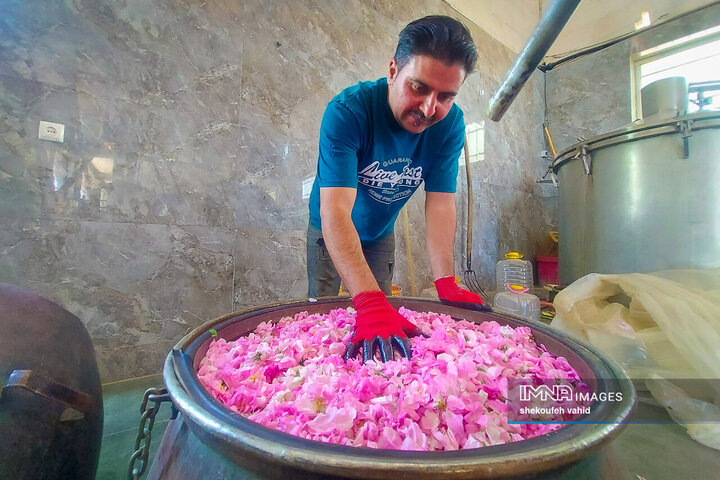 سفر گل محمدی، از گلستان تا گلاب