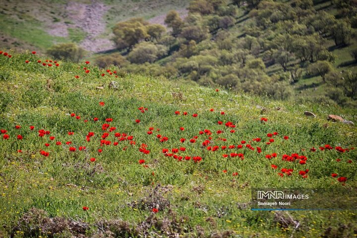 کرمانشاه در آغوشِ بهار