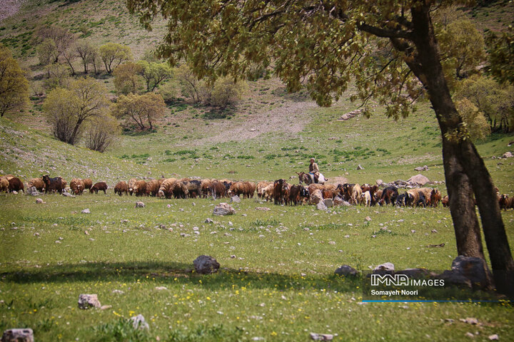 کرمانشاه در آغوشِ بهار