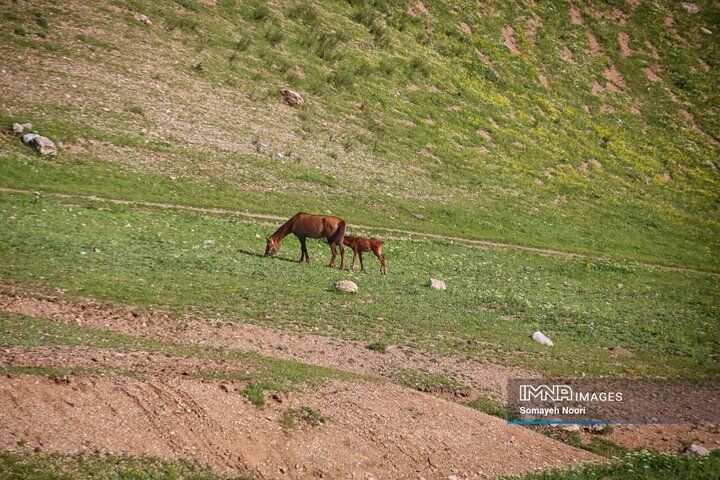 کرمانشاه در آغوشِ بهار
