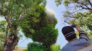 اجرای عملیات شبانه‌روزی سم‌پاشی درختان و نصب نوارهای تله در اراک