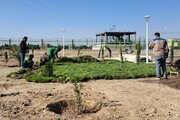 کاشت ۲۰۰۰ اصله درخت در پارک پردیس موعود منطقه ۱۴ اصفهان