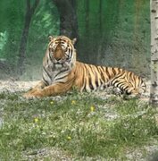 میزبانی پارک وحش اراک از ببر نر و فلامینگوهای جدید