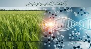 بذر گواهی‌شده؛ رکن امنیت غذایی و کلید صرفه‌جویی در منابع آبی