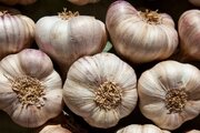 سیر؛ از دفع پشه تا اختلال در تولیدمثل آن
