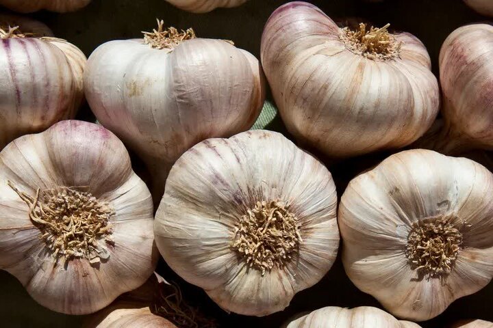 سیر؛ از دفع پشه تا اختلال در تولیدمثل آن