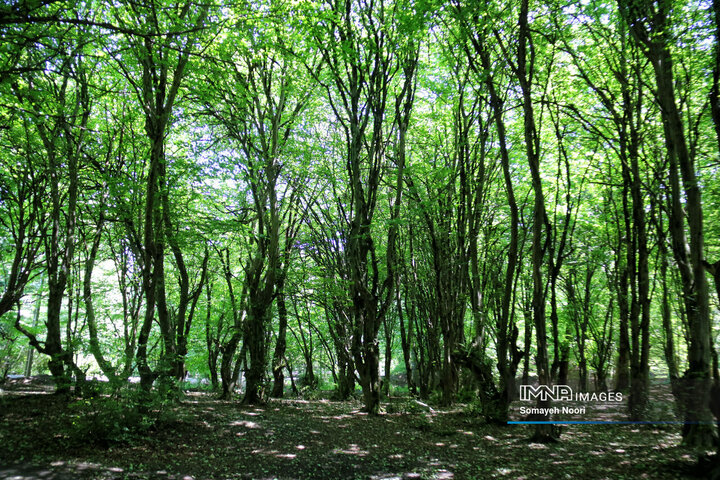 آبشار کبوتروال؛ نگین سبز و خزه‌ای در قلب جنگل‌های هیرکانی