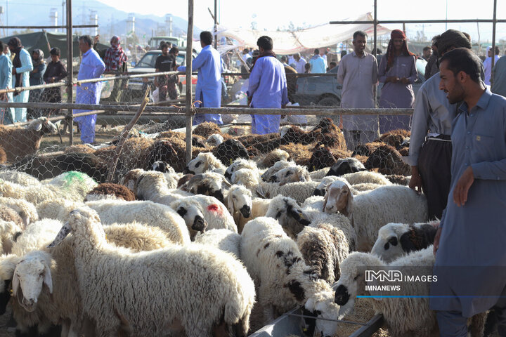 بازار خرید دام در زاهدان