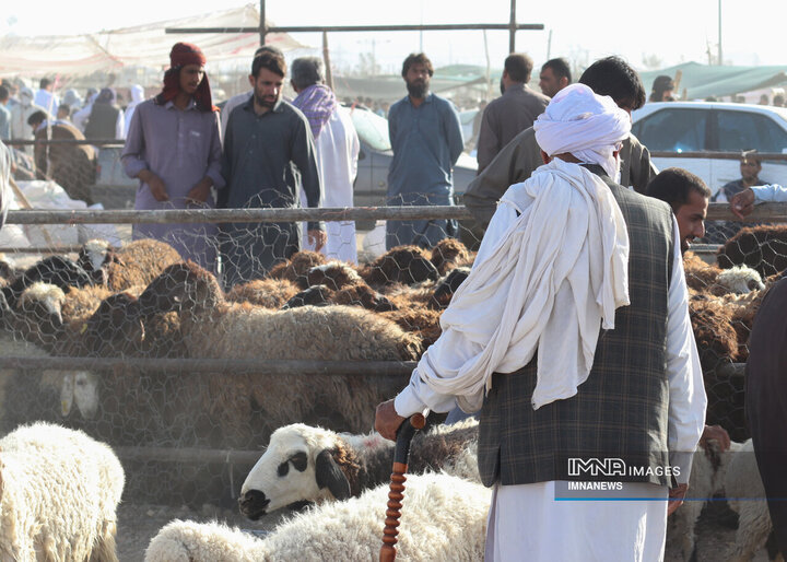 بازار خرید دام در زاهدان