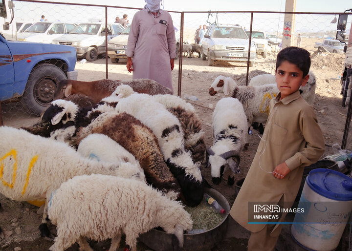 بازار خرید دام در زاهدان