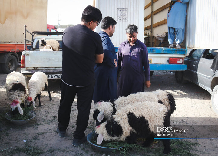 بازار خرید دام در زاهدان