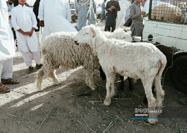 بازار خرید دام در زاهدان