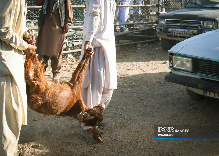 بازار خرید دام در زاهدان
