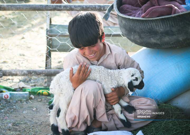 بازار خرید دام در زاهدان