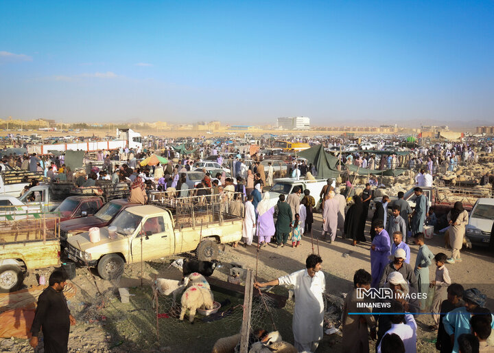 بازار خرید دام در زاهدان
