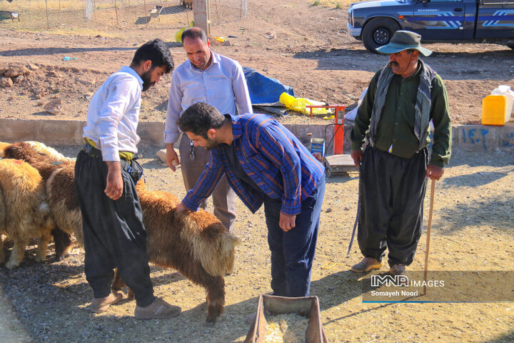 بازار دام کرمانشاه در عید اطاعت و بندگی قربان