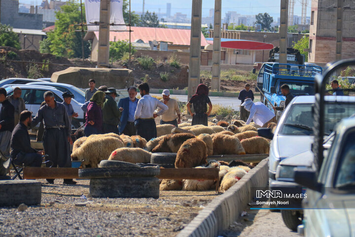 بازار دام کرمانشاه در عید اطاعت و بندگی قربان